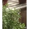 Tulsi Dýchacie Cesty Hlieny Planet Ayurveda 60 kps