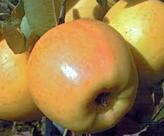 Jablká Jonagold Bio Akosť II Rakúsko 1000 g